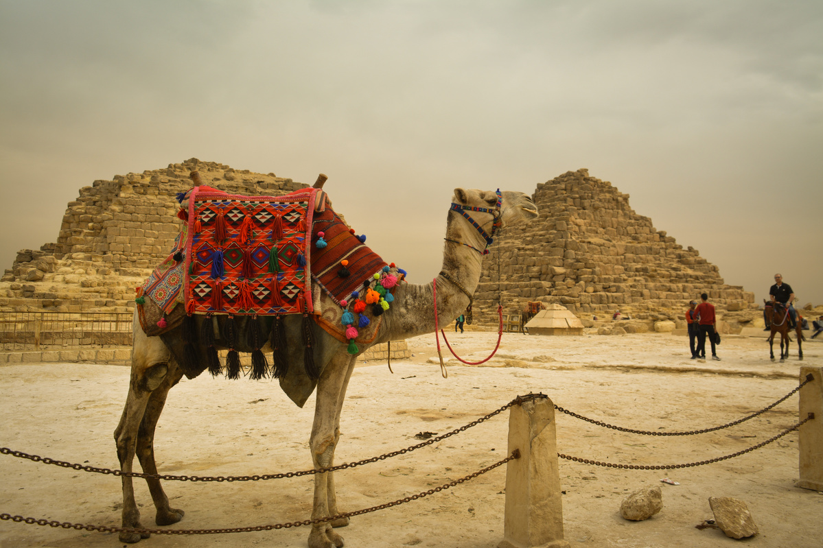 Camel On Brown Sand