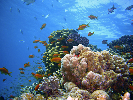 Various Fish Underwater